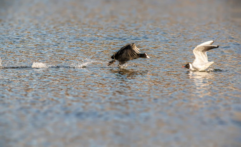 a large bird flying through the air over a body of water