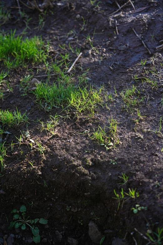 a patch of grass is growing out of the dirt