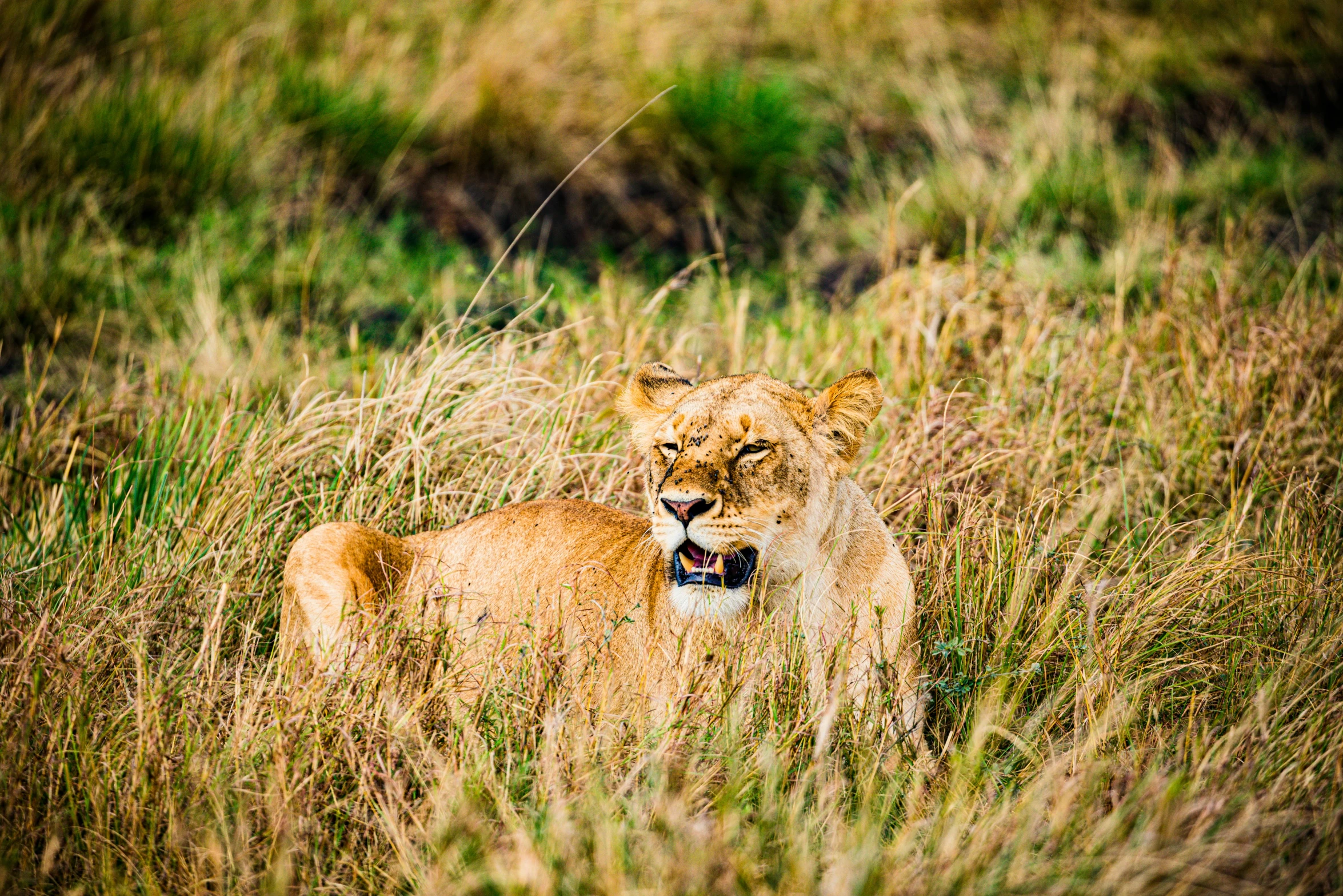 a young lion standing in tall grass looking forward