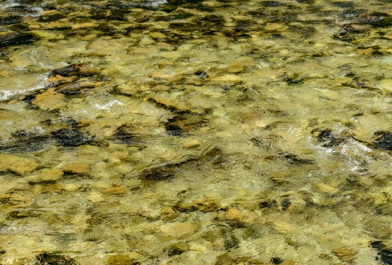 a closeup image of a rock in the water