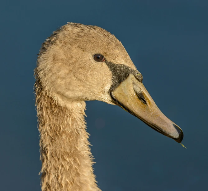 a close up of a duck's head with a sky in the background