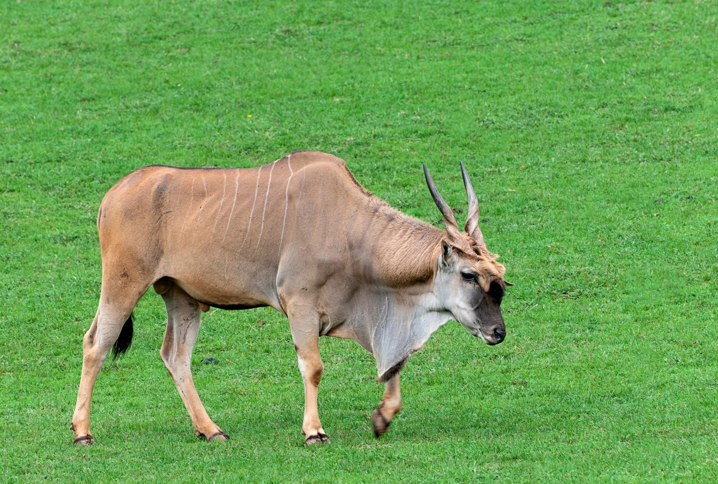 an antelope is walking in a grassy field