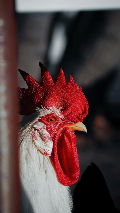 there is a rooster standing up wearing white feathers