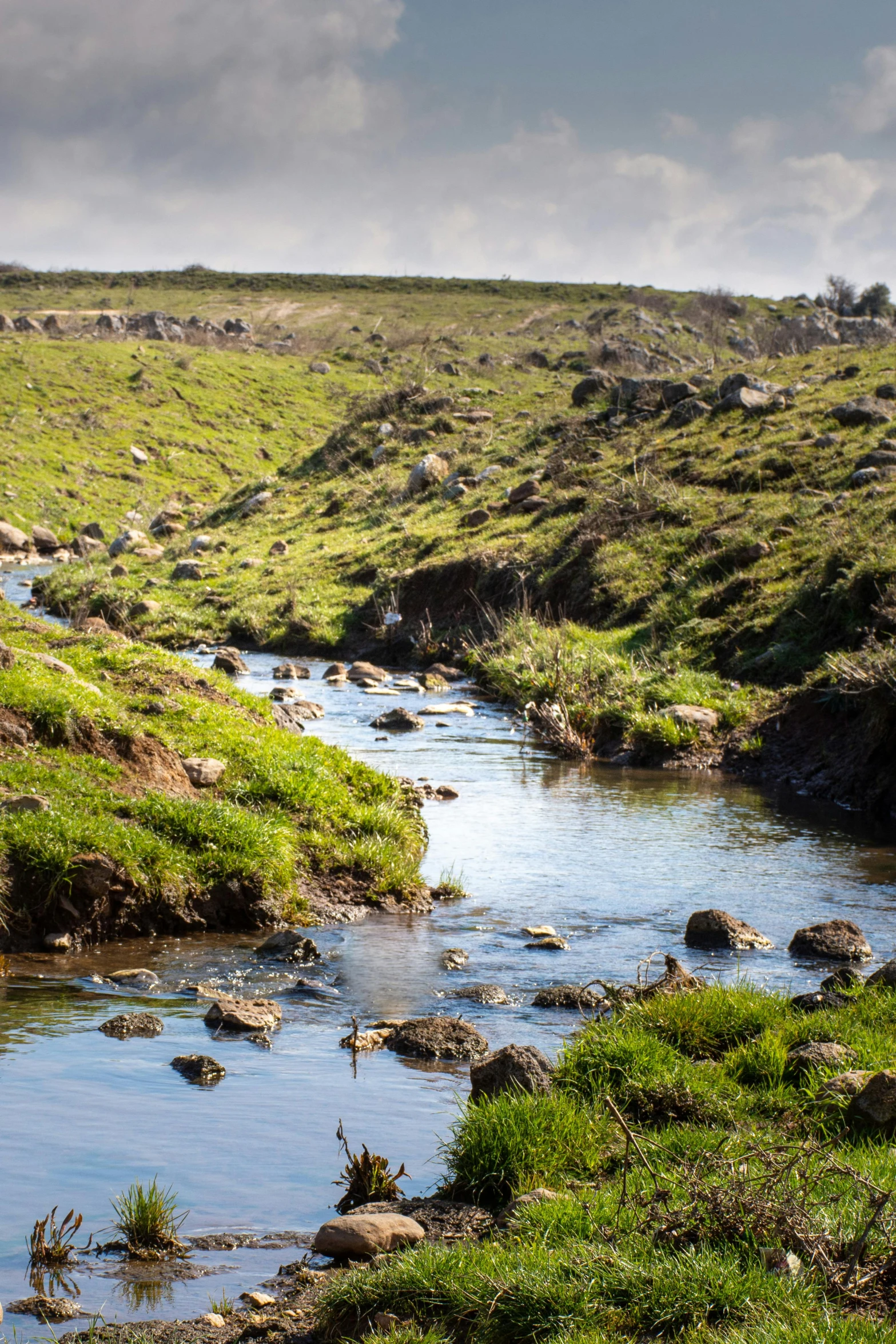a small creek flows into an open green hillside