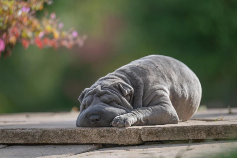 a large gray dog is sleeping on a sidewalk