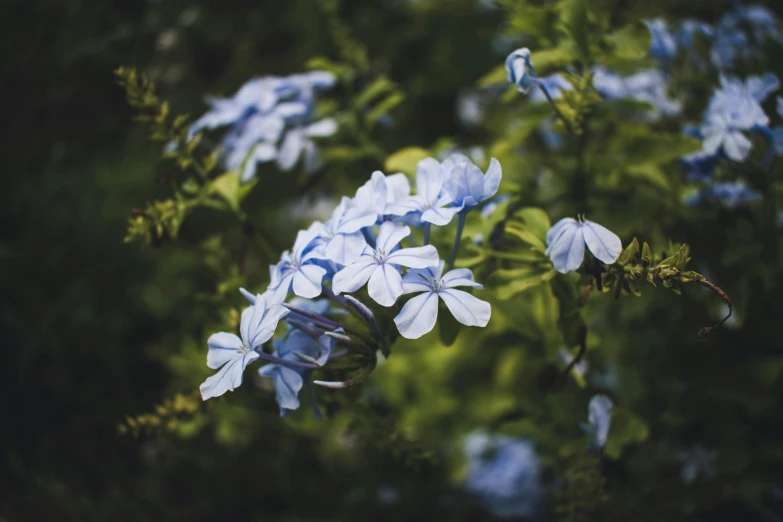 blue flowers are growing in a bush with green leaves