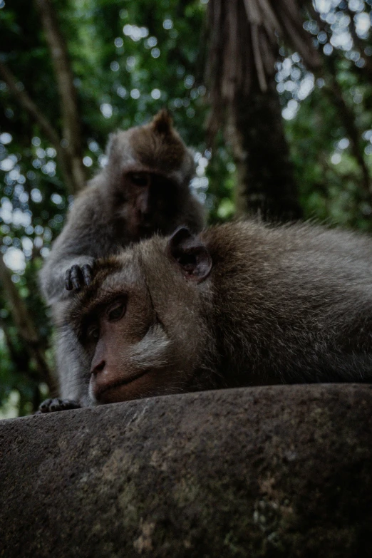 monkeys sitting next to each other in the forest