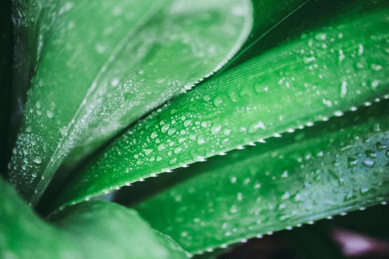 a closeup view of the water droplets on a large green plant