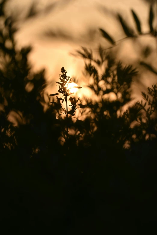 the sun is setting through some trees