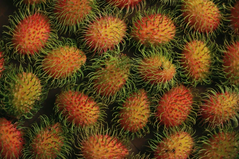 many fruit like plants are in a close up view