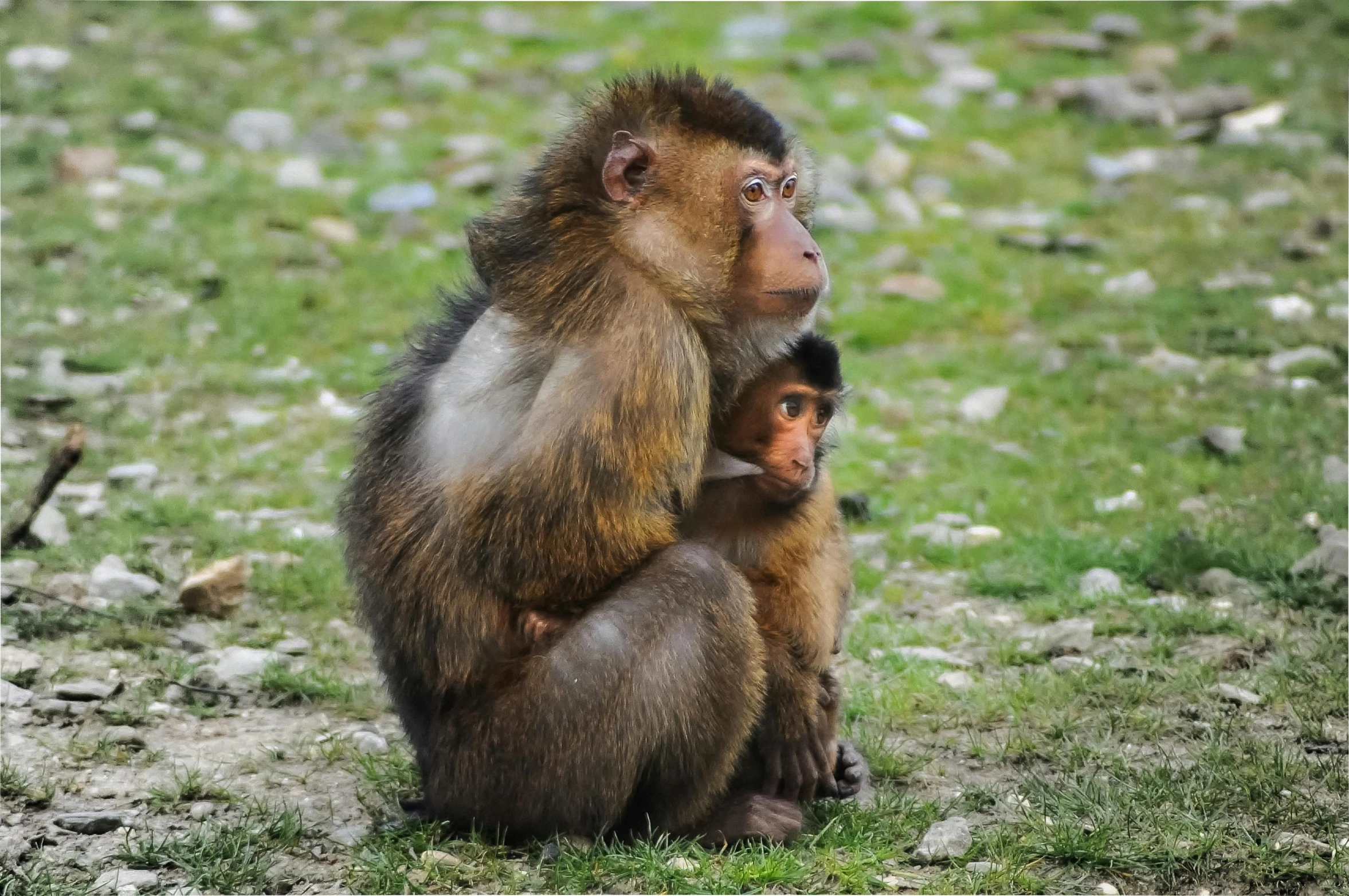 a long - hair monkey sits with a baby sitting on the ground