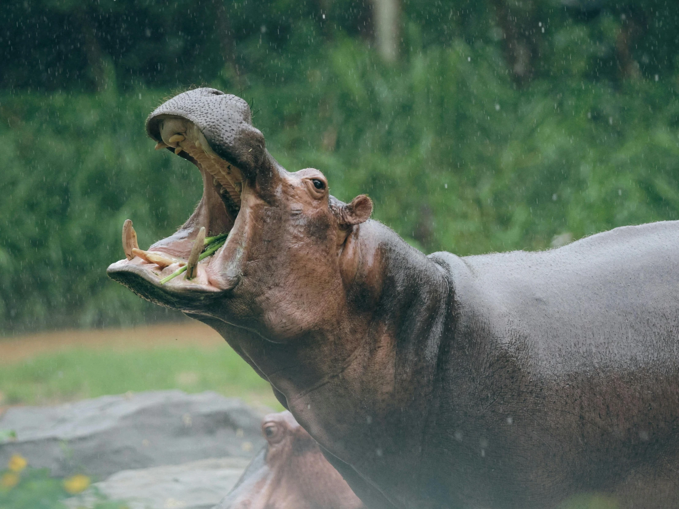 a hippopotamus is growling with it's mouth open and teeth wide open
