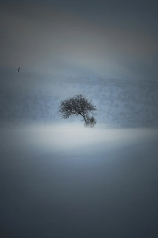 a lone tree standing in fog and water at sunset