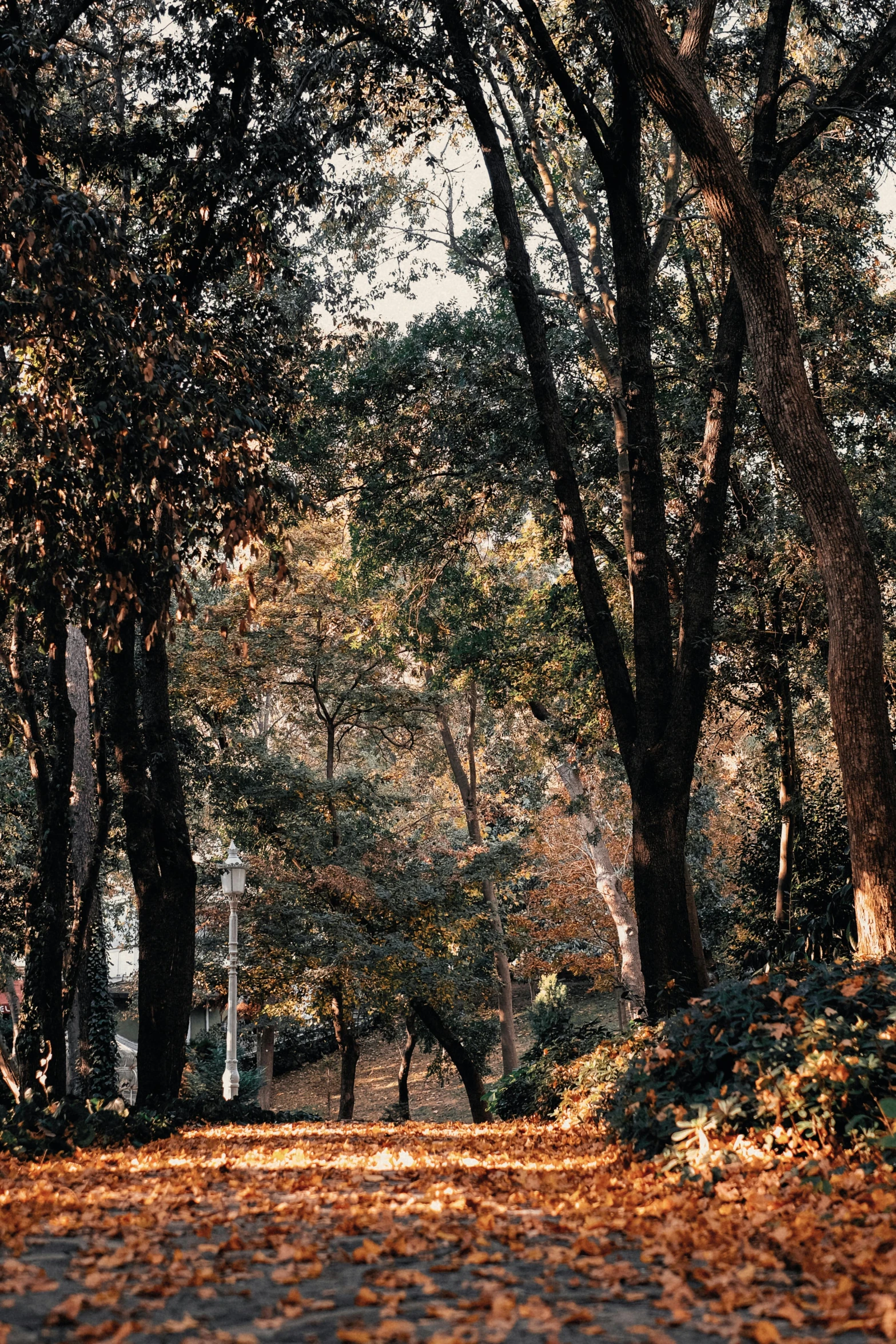 pathway through trees covered in leaves on sunny day