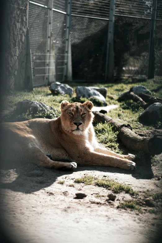 a big lion lays down in the dirt