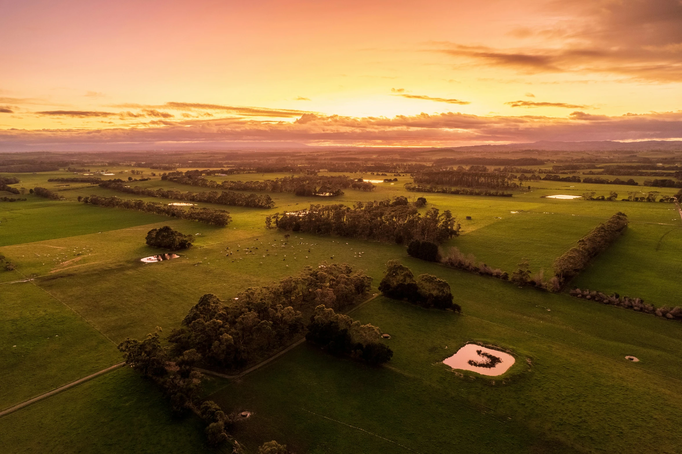 aerial view of green grass and trees in the evening