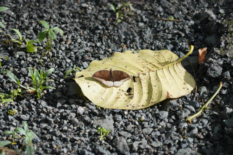 a close up of a leaf on the ground