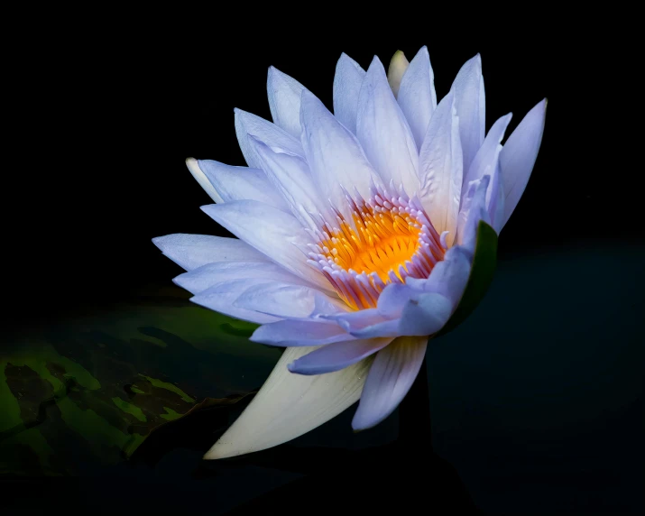 a water lily with water ripples around it