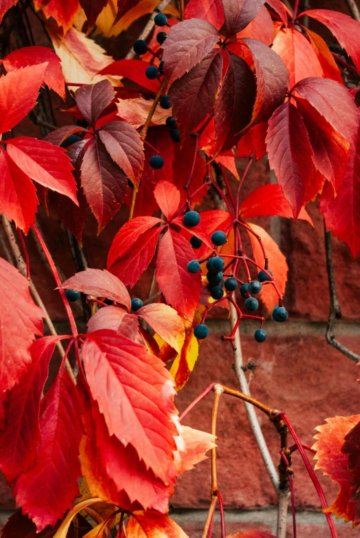 a tree that has some kind of red leaves