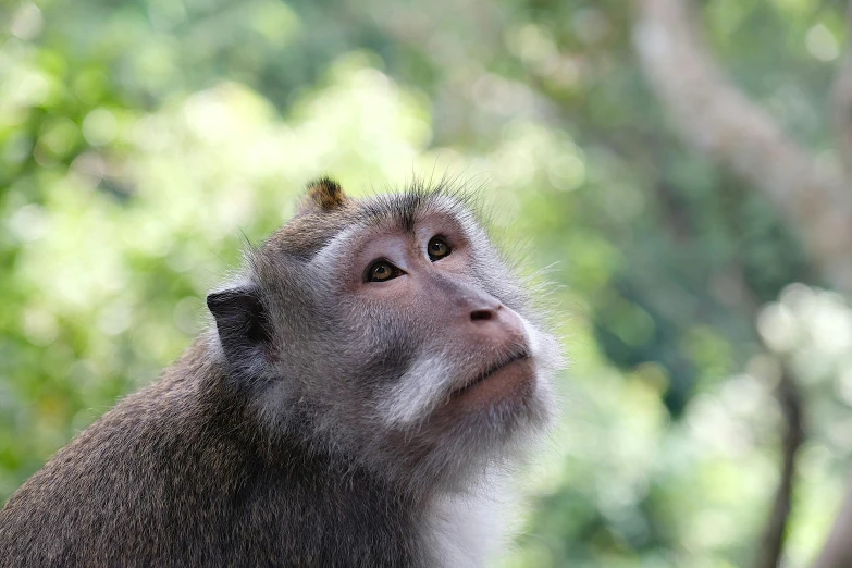 a close up of a monkey staring off into the distance