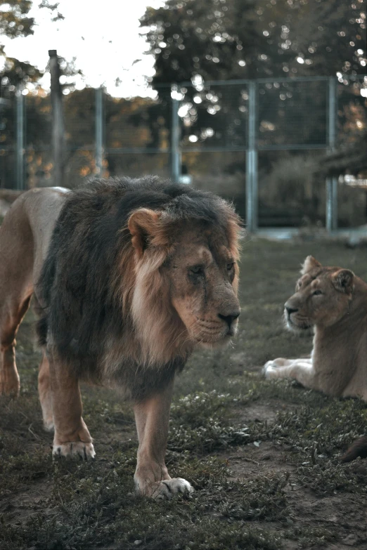 a couple of large lions standing on top of a grass field