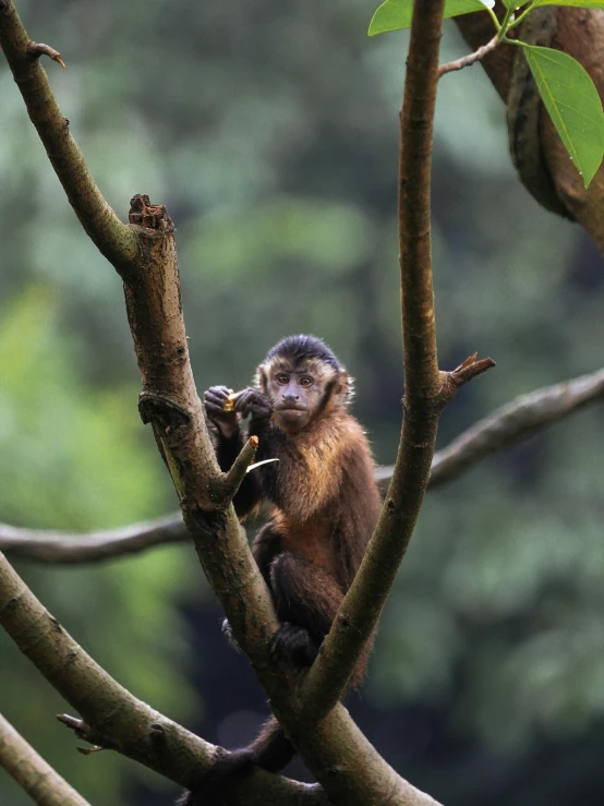 an animal that is hanging out on a tree