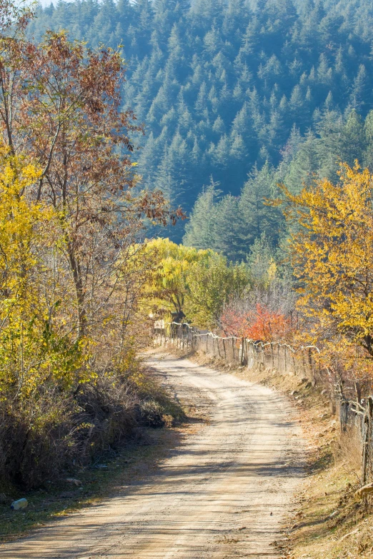 the road is surrounded by colorful trees