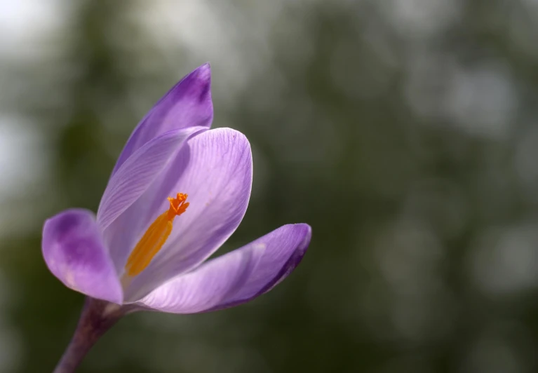 the flower is growing out of the ground