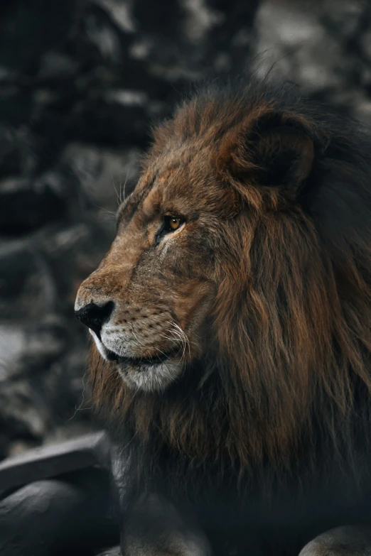 a lion sitting on top of a rock covered ground