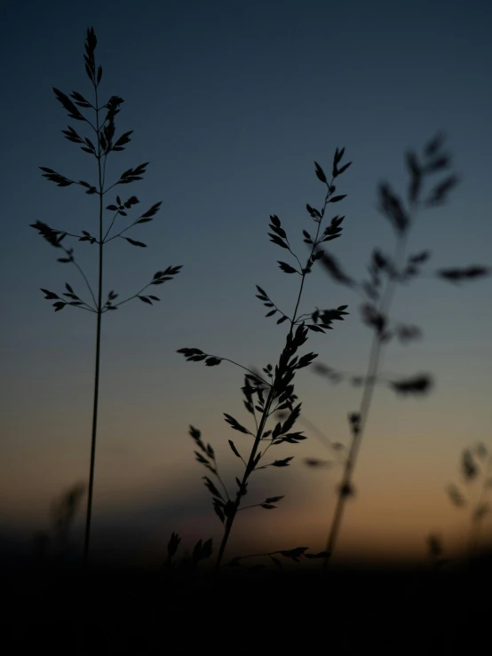 black and white image of plant against a dusk sky