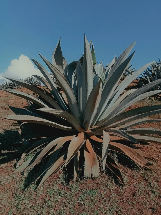 agaves on a red patch of grass, in the middle of the desert