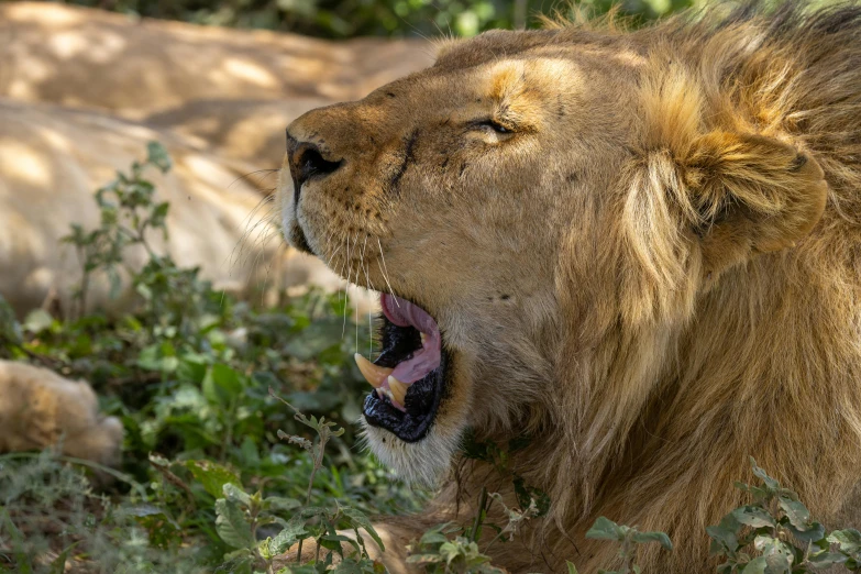 an adult lions roaring at a herd of buffalo