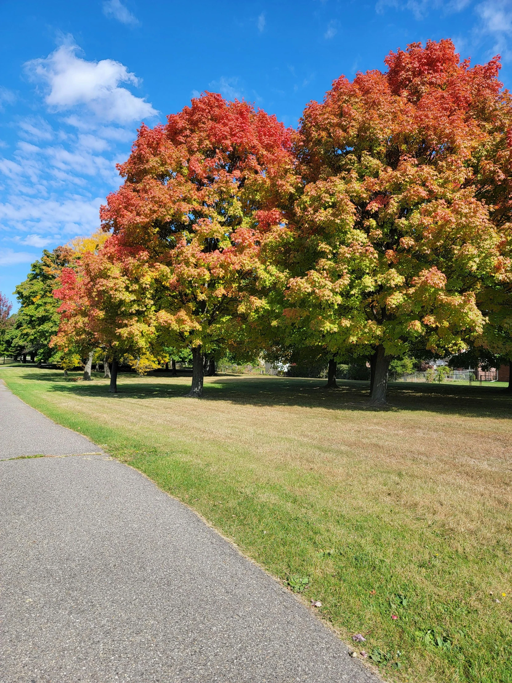 colorful trees line the path in a rural setting