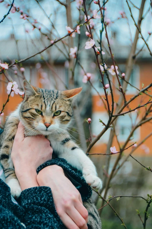 a cat is sitting on a persons arm