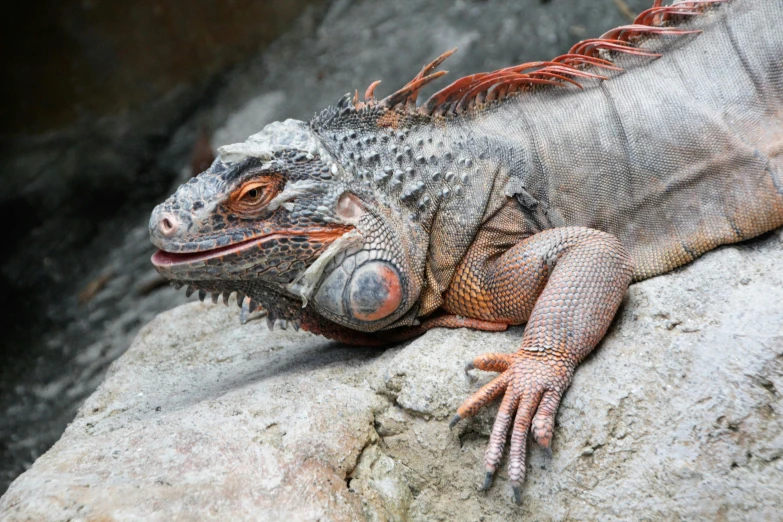 a large lizard with long spikes is sitting on top of a rock