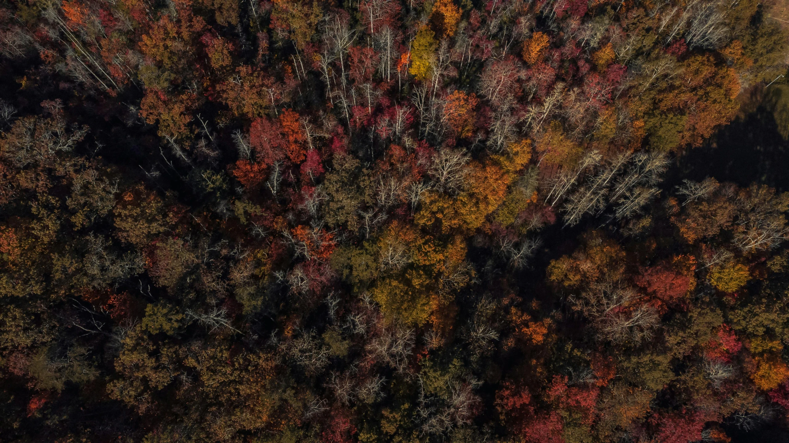 looking down at a lush forest in autumn