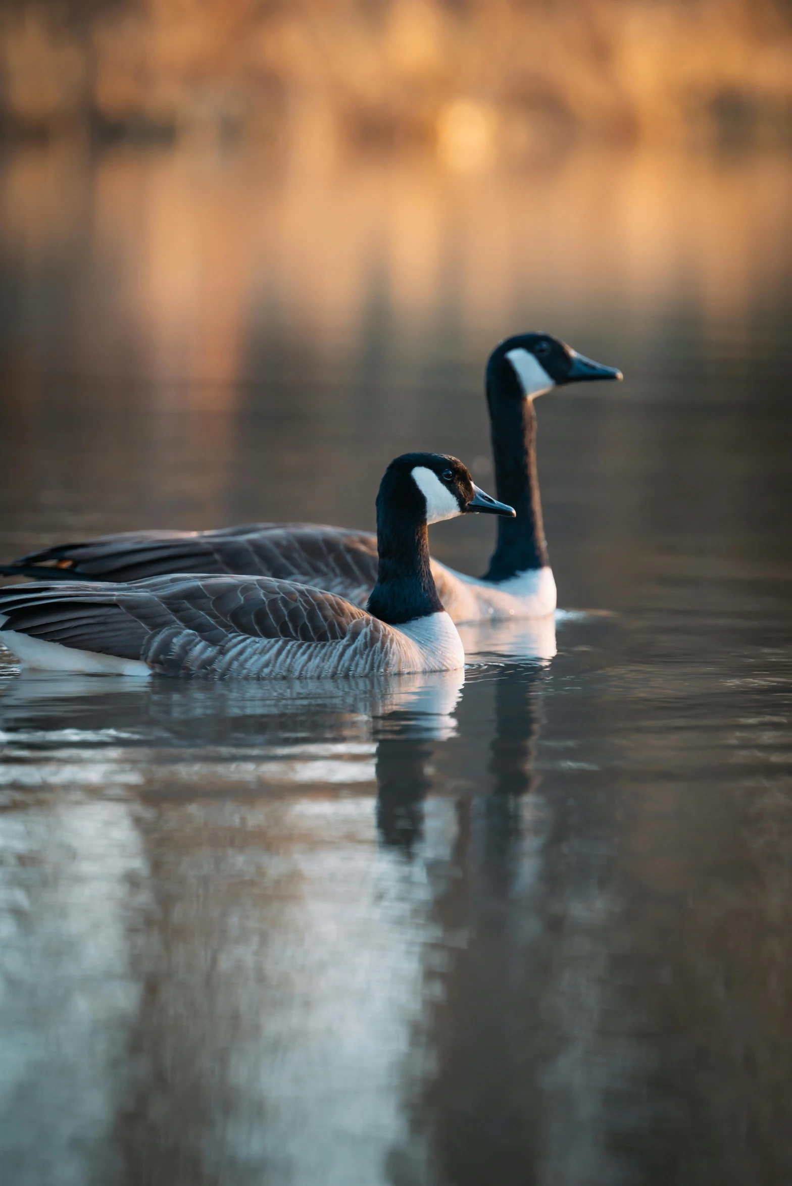 two ducks swim in a body of water