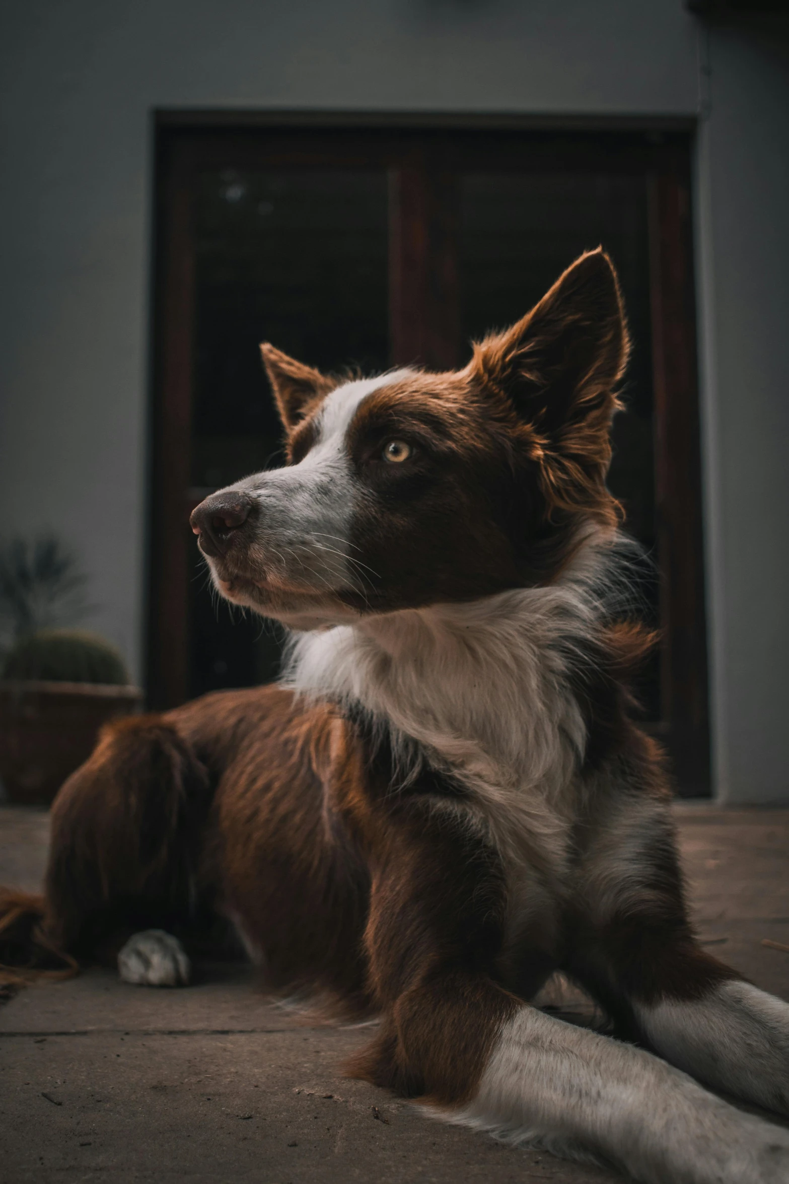 a dog with a look on its face laying on the ground