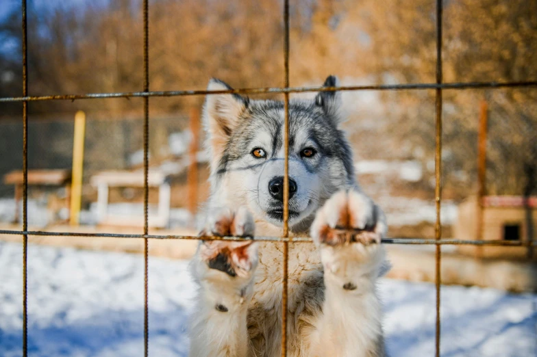a husky behind bars that are fenced in
