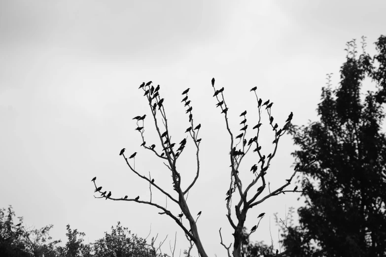 a bird is perched on the limb of the tree