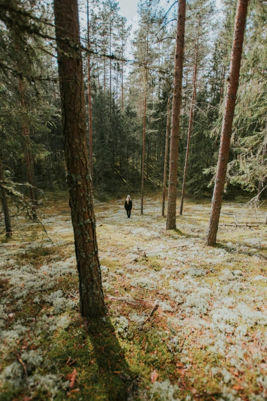 a person walking through the woods in the winter