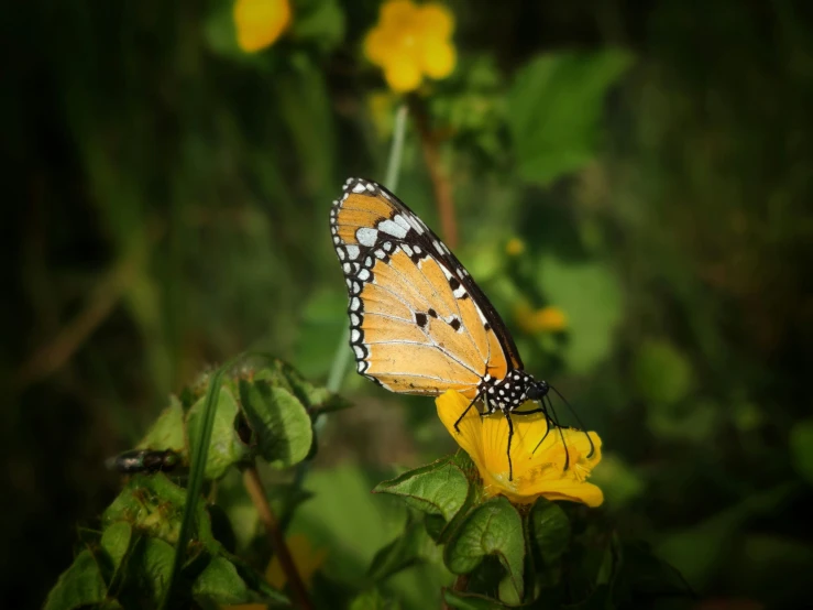 the erfly is perched on the yellow flower