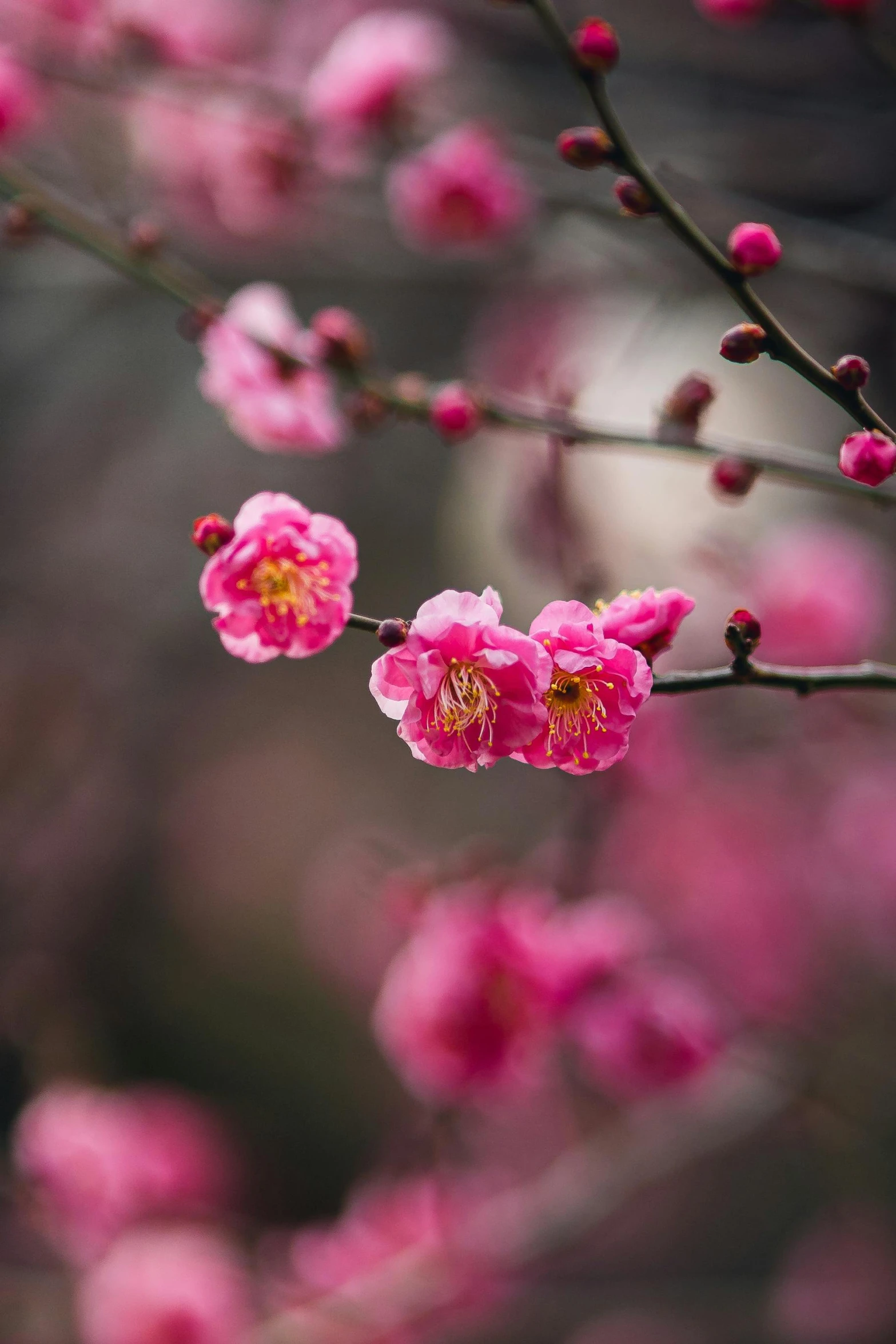 pink flowers blooming on the nches of trees