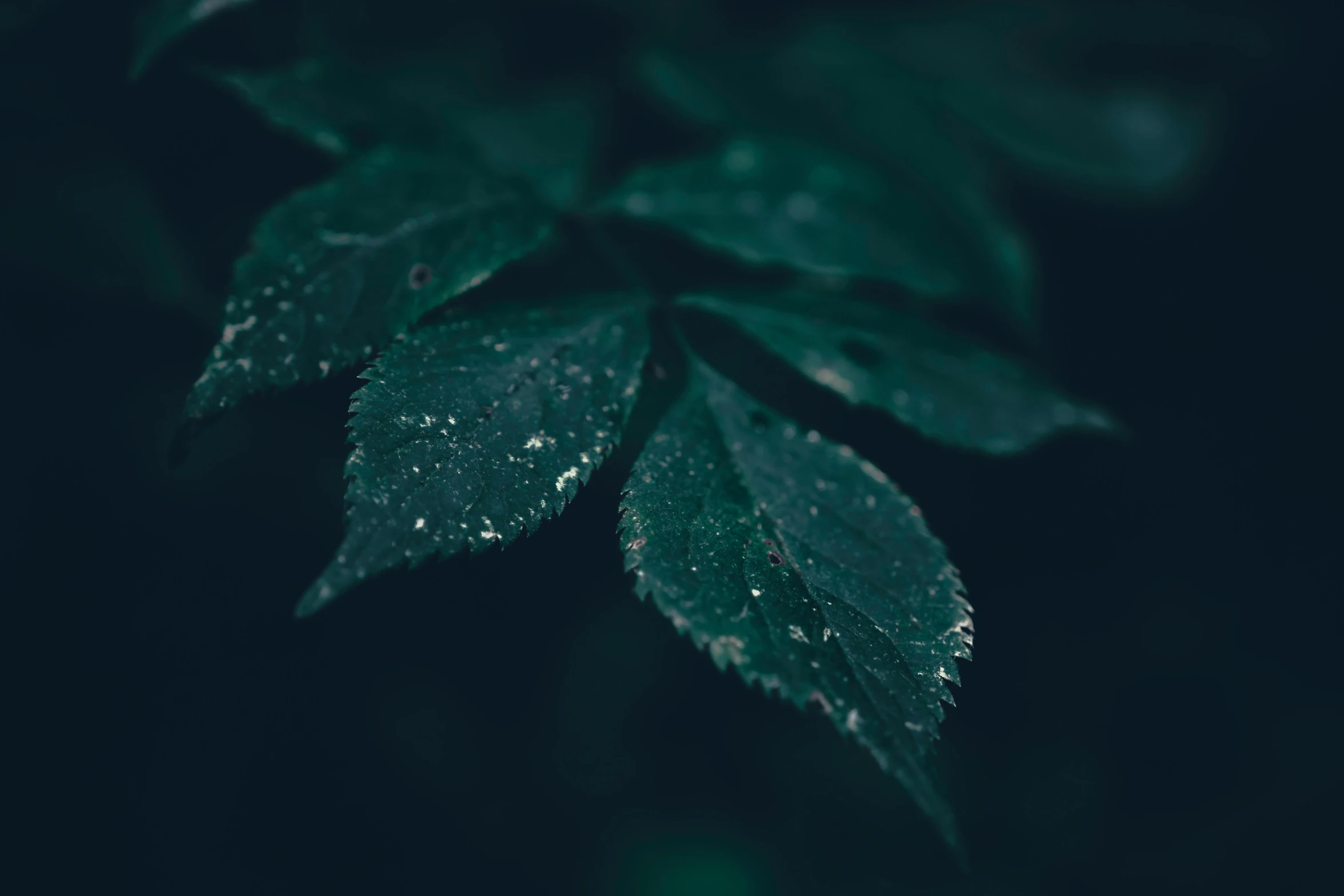 a green leaf with drops of rain on it