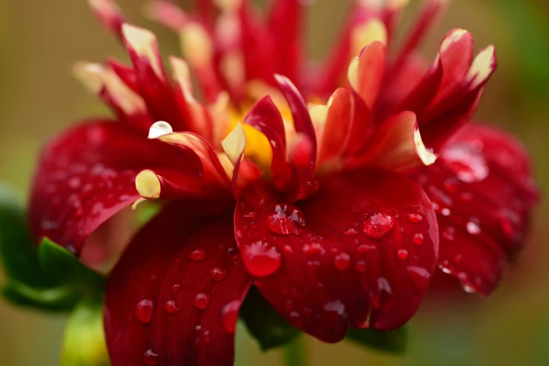 a flower that is blooming has water droplets