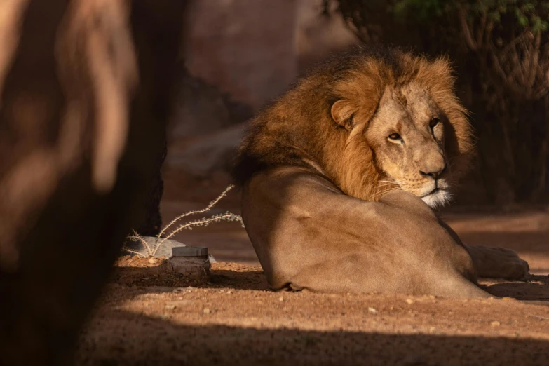 a large lion lying down in the dirt