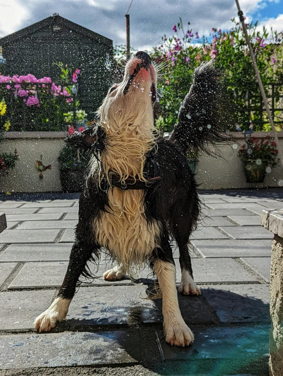the wet dog was trying to cool off