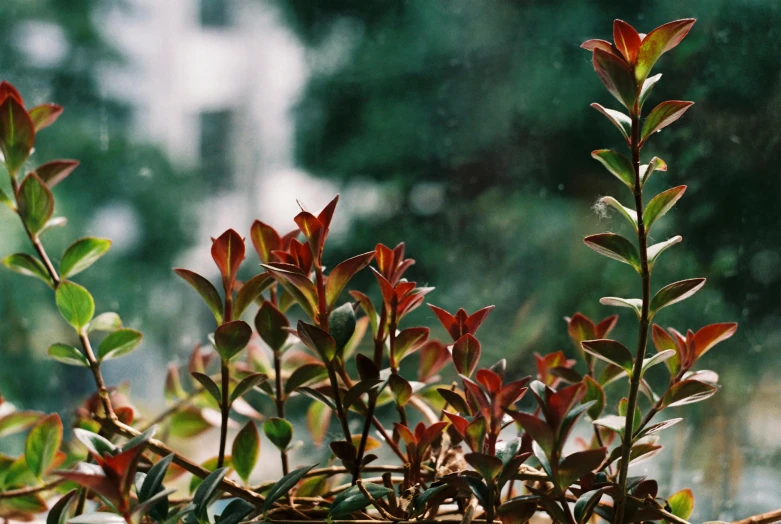 green and red plants sitting in the sunlight