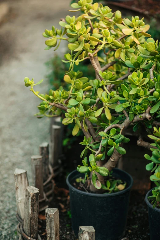 a small potted plant in the middle of some dirt