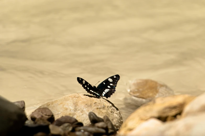 there is a small erfly sitting on a rock